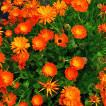 Calendula_officinalis_001